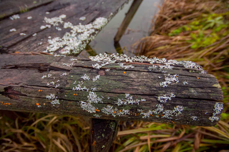 Closeup of mold and moss growing on an old log