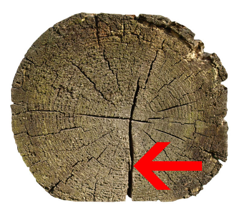 The cross-section of an old log with an arrow pointing at a crack