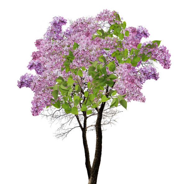A lilac tree on white background