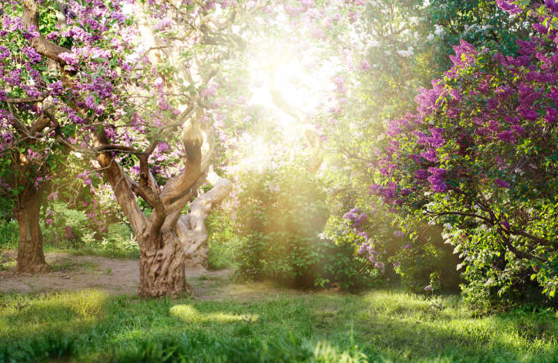A mature lilac tree in a garden with sunlight in the background
