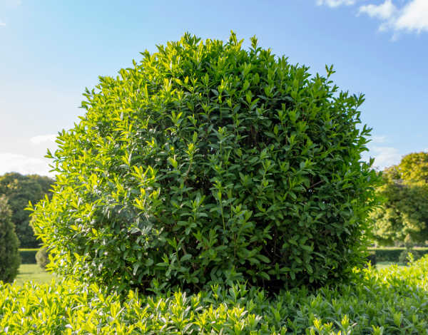 A single privet shrub growing in a park on a sunny day