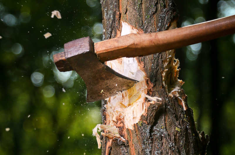 Closeup of a chopping axe, or felling axe, cutting a notch into a small tree