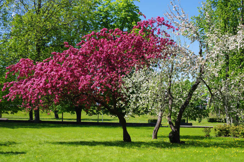Crabapple trees growing on a flat grassy area during a pleasant sunny day