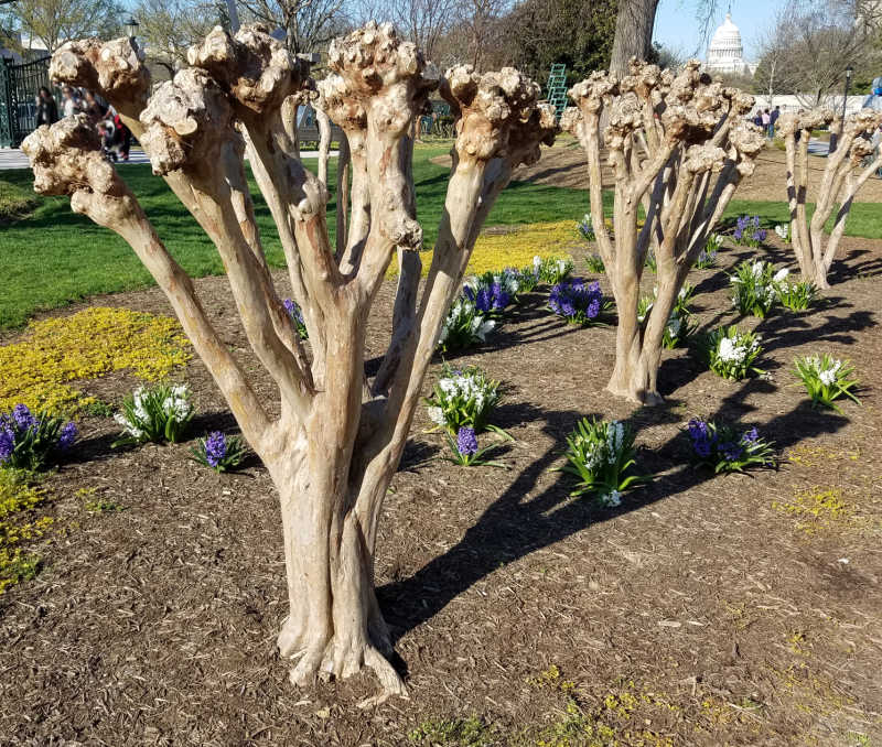 A row of pruned crepe myrtle trees
