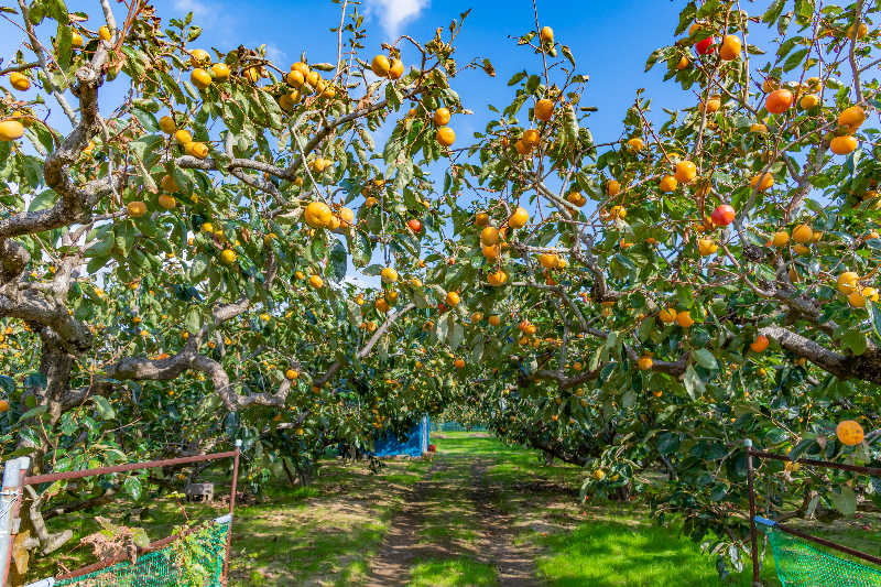 A persimmon orchard with lots of fruit ready to pick