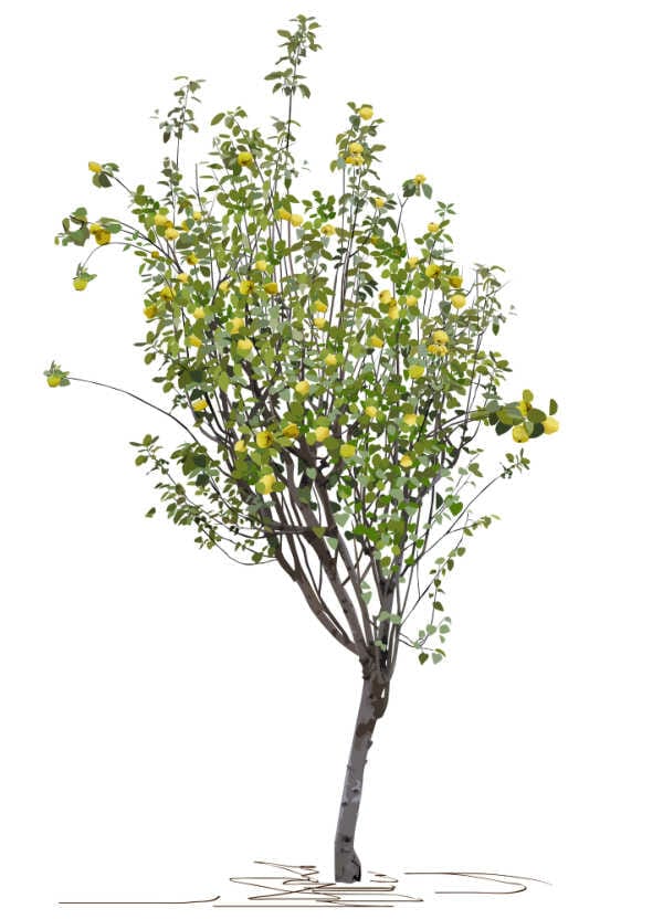An illustration of a young quince tree isolated on white background