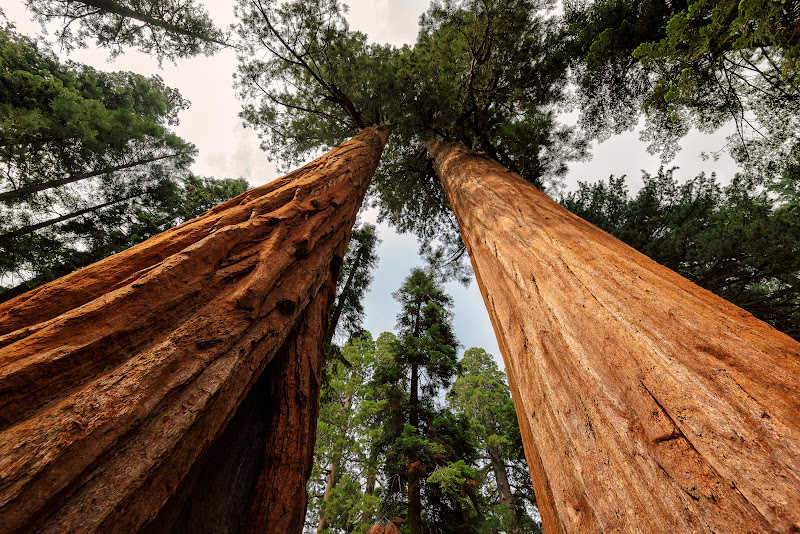 Mature redwood forest