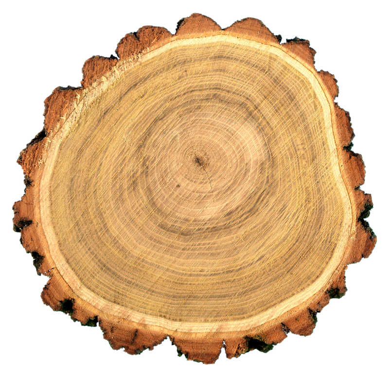 Cross section of a black locust round