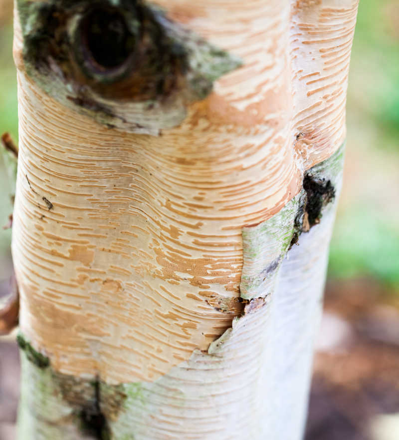 Closeup of a silver birch tree
