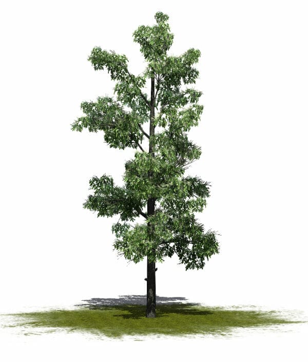 An illustration of a sourwood tree on white background