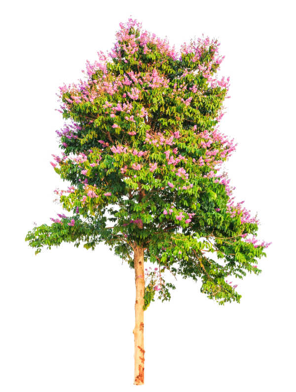 A crepe myrtle isolated on white background