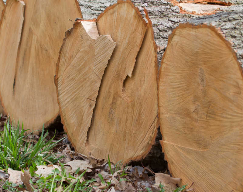 Large diameter white oak logs ready to make into handles