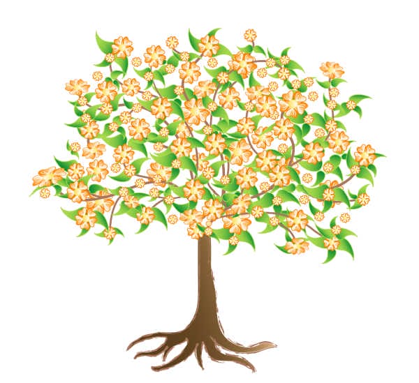 Illustration of an apricot tree on white background