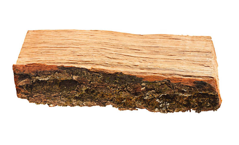 A thick piece of oak firewood isolated on a white background