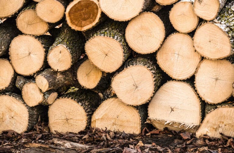 10 Best Types Of Firewood For Wisconsin