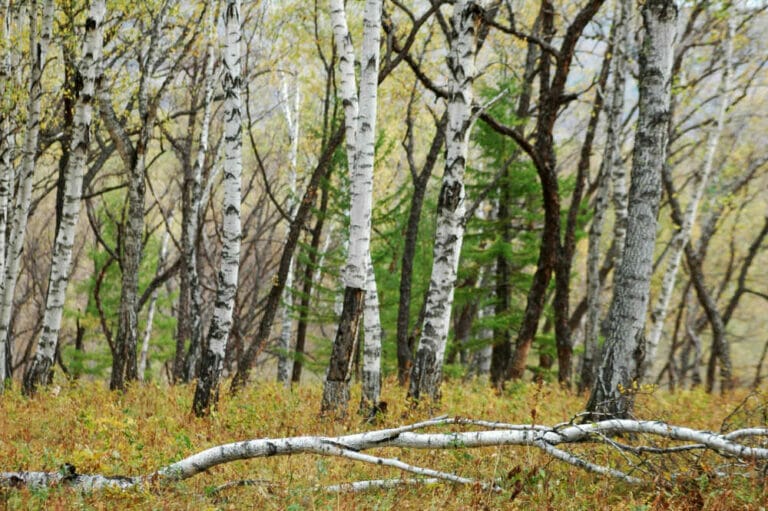 13 Best Types Of Firewood For Alaska
